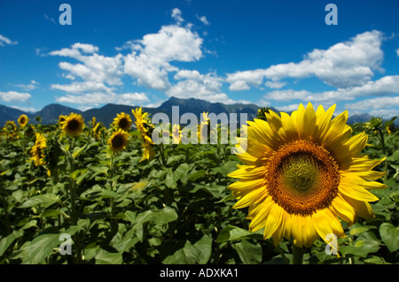 Sunflower postcard - region of friuli venezia giulia - pordenone – italy Stock Photo