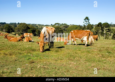 Gurnsey cows 3600 Stock Photo