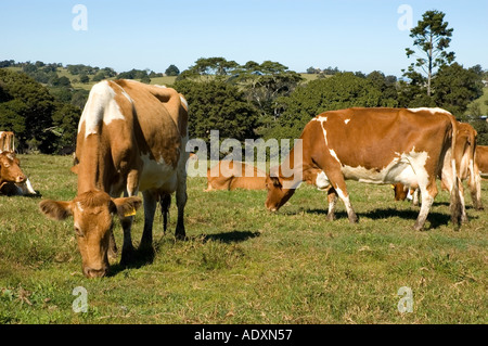 Gurnsey cows 3601 Stock Photo