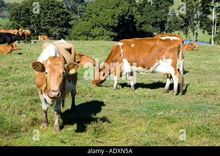 Gurnsey cows 3602 Stock Photo