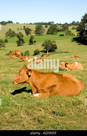 Gurnsey cows 3604 Stock Photo