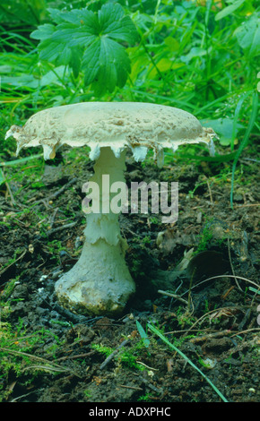 warted amanita (Amanita strobiliformis), Germany, Freiburg (canton) Stock Photo