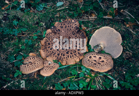 scaly tooth (Sarcodon imbricatus), Germany, Bavaria Stock Photo