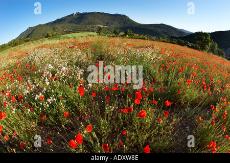 A field of poppies wild flowers village of Duilhac and Chateau Peyrepertuse Cathar Castle on ridge above Pays Cathare France