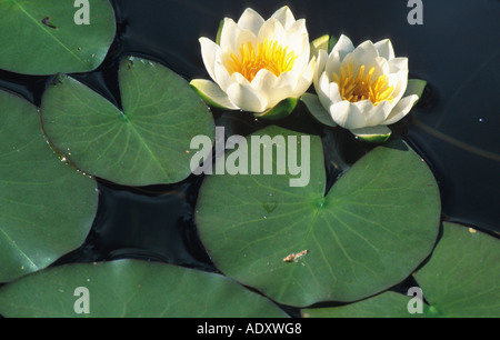 candid water-lily (Nymphaea candida), blooming plant, Sweden, Lappland Stock Photo