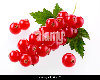 REDCURRANTS Stock Photo