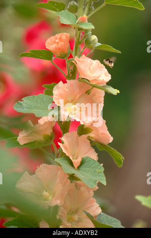 A HONEY BEE COVERED IN POLLEN FROM HOLLYHOCKS IN AN ENGLISH GARDEN UK 2005 Stock Photo