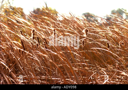 Cat Tails Blowing in Wind Stock Photo