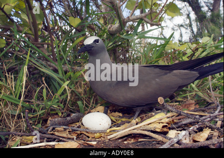brown noddy sitting on nest with egg Stock Photo