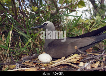 brown noddy sitting on nest with egg Stock Photo
