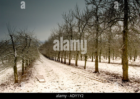 Apple trees in the snow at Almondsbury Cider orchard supplier of apples to Gaymers Cider Gloucestershire England Stock Photo