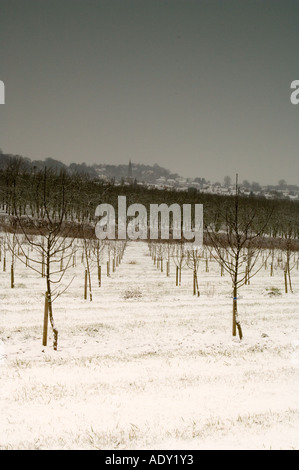 Young apple trees in the snow at Almondsbury Cider orchard supplier of apples to Gaymers Cider Gloucestershire England Stock Photo