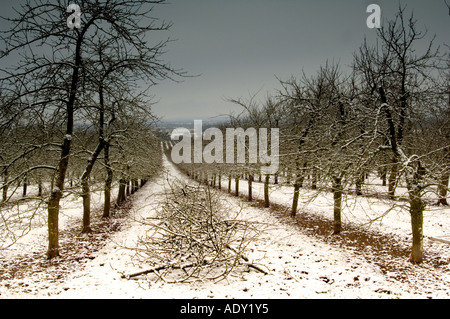 Apple trees in the snow at Almondsbury Cider orchard supplier of apples to Gaymers Cider Gloucestershire England Stock Photo