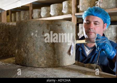 Taking samples from Traditional Farmhouse Cheddar cheeses as they mature Westcombe Dairy Evercreech Somerset England Stock Photo