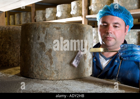 Taking samples from Traditional Farmhouse Cheddar cheeses as they mature Westcombe Dairy Evercreech Somerset England Stock Photo