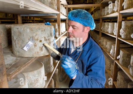 Taking samples from Traditional Farmhouse Cheddar cheeses as they mature Westcombe Dairy Evercreech Somerset England Stock Photo