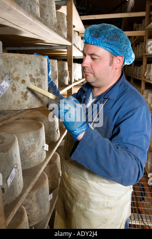 Taking samples from Traditional Farmhouse Cheddar cheeses as they mature Westcombe Dairy Evercreech Somerset England Stock Photo