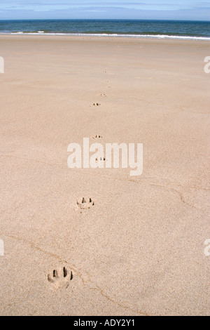 Paw Prints at Bamburgh in Northumberland UK Stock Photo