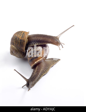 English garden snail Stock Photo