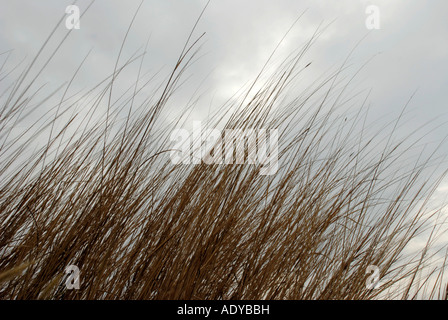 Dry Grass On Top Of A Rocky Mountain Stock Photo - Alamy