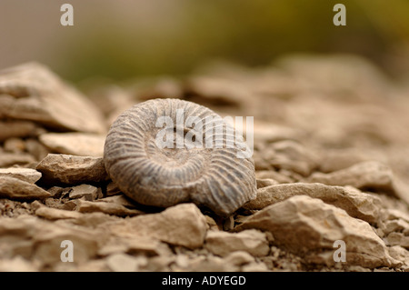 ammonites (Ammonoidea), one exemplar, France Stock Photo