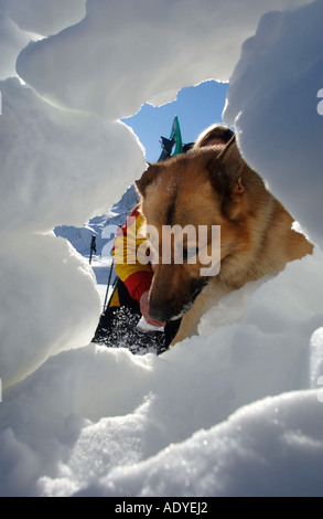German Shepherd Dog (Canis lupus f. familiaris), rescue in avalanche with dog, France, Savoie, Tignes Stock Photo
