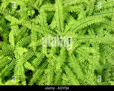 northern maidenhair fern, Canadian maidenhair, American Maidenhair (Adiantum pedatum), foliage Stock Photo