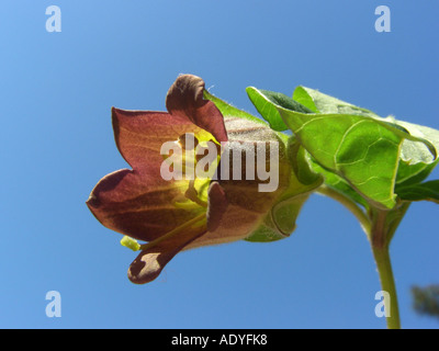 deadly nightshade (Atropa bella-donna, Atropa belladonna), flower Stock Photo