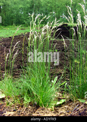 wavy hair-grass, crinkled hairgrass (Deschampsia flexuosa, Avenella flexuosa), blooming plants Stock Photo
