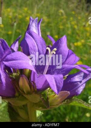clustered bellflower, dane's-blood (Campanula glomerata), single flower Stock Photo