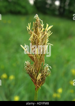 brown sedge (Carex disticha), inflorescence Stock Photo
