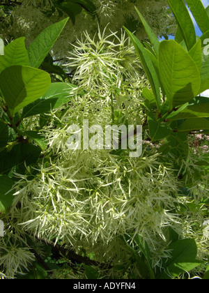 American Fringe Tree (Chionanthus virginica, Chinanthus virginicus), inflorescences Stock Photo