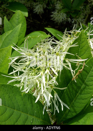 American Fringe Tree (Chionanthus virginica, Chinanthus virginicus), inflorescences Stock Photo