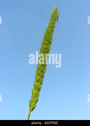 dog's-tail grass, crested dog's-tail (Cynosurus cristatus), inflorescence against blue sky Stock Photo