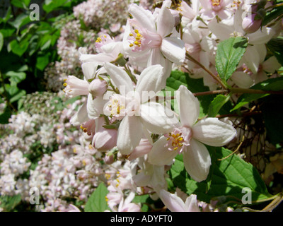 deutzia (Deutzia x elegantissima, Deutzia elegantissima, Deutzia purpurascens x Deutzia scabra), flowers Stock Photo