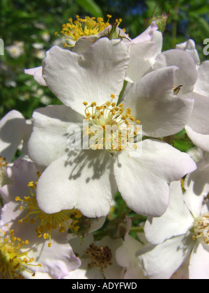 Japanese rose, multiflora rose, rambler rose (Rosa multiflora, Rosa ...