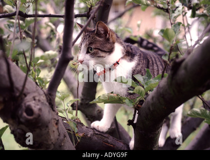 Domestic cat in a tree. Stock Photo