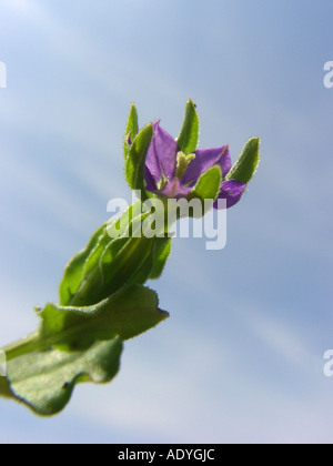 small venus's-looking-glass (Legousia hybrida), flower against blue sky Stock Photo