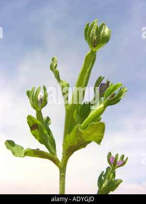 small venus's-looking-glass (Legousia hybrida), infrutescence against blue sky Stock Photo