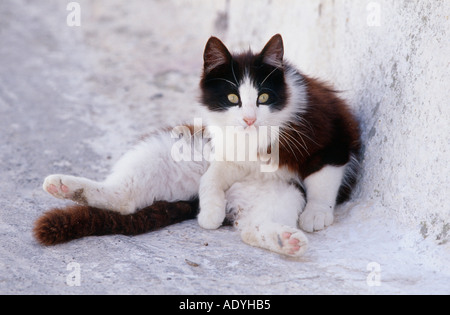 domestic cat (Felis silvestris f. catus), lying beside white wall, Greece, Santorin. Stock Photo