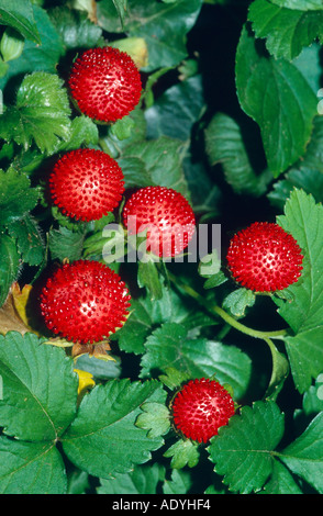 Indian strawberry, false strawberry, Indian mock-strawberry (Duchesnea indica), fruits, Germany Stock Photo