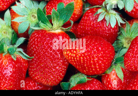 hybrid strawberry, garden strawberry (Fragaria x ananassa), fruits, Germany, Germany Stock Photo