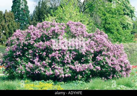 common lilac (Syringa vulgaris), flowering bush, Germany Stock Photo