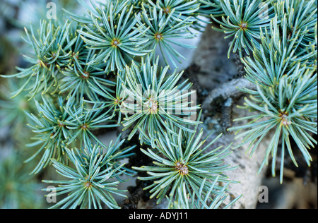 cedar of Lebanon (Cedrus libani), needles. Stock Photo