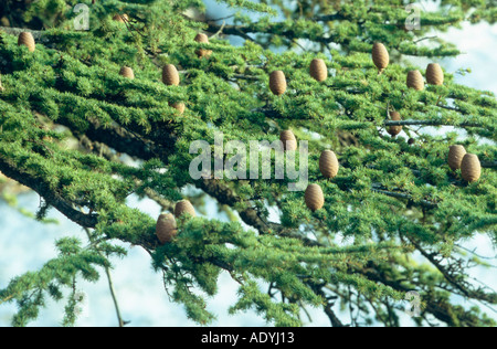 cedar of Lebanon (Cedrus libani), twig with cones. Stock Photo