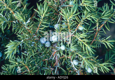 common juniper, ground juniper (Juniperus communis), twig with fruits. Stock Photo