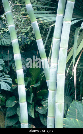 giant bamboo (Dendrocalamus giganteus, Bambusa gigantea), four sprouts, detail Stock Photo