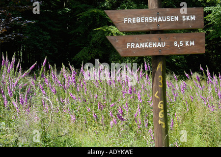 im Nationalpark Kellerwald Edersee Deutschland Stock Photo