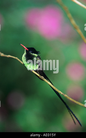 Red-billed Streamertail Hummingbird Trochilus polytmus male Blue Mountains Jamaica January 2005 Stock Photo