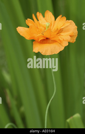 Welsh poppy (Meconopsis cambrica), flower, Germany Stock Photo